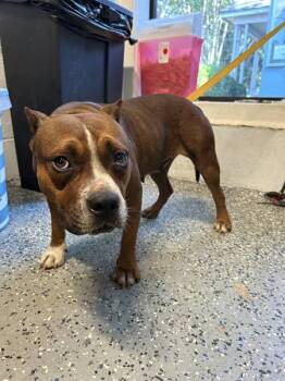 American Bulldog and Mixed Breed Dogs Available for Adoption in Mobile, Alabama - Brownie | PetCurious