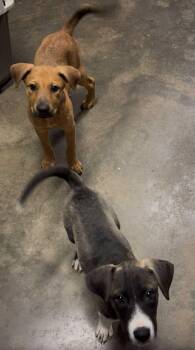 Rescue Shepherd Dogs for Adoption in New Baltimore, Michigan - Johhny & June | PetCurious