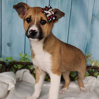 Shepherd Dogs Available for Adoption in Fort Wayne, Indiana - Nixie | PetCurious