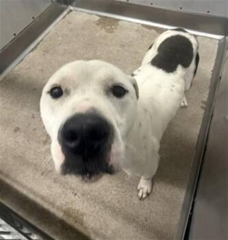 Pit Bull Terrier and Mixed Breed Dogs Available for Adoption in San Bernardino, California - HAPPY | PetCurious