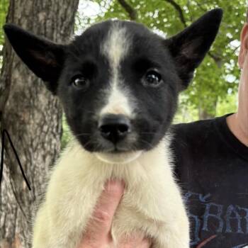 Nitro -  Husky and Belgian Shepherd Malinois Dog for Adoption in Pittsburg, Kansas - Nitro | PetCurious