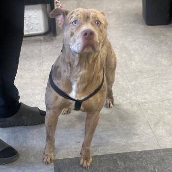 Pit Bull Terrier Dogs Available for Adoption - Winter | PetCurious