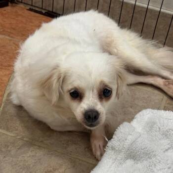 Margarette -  Pekingese Dog for Adoption in Birmingham, Alabama - Margarette | PetCurious