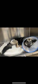 Rescue German Shepherd Dog and Siberian Husky Dogs for Adoption in New Orleans, Louisiana - Sasha | PetCurious