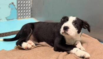 Pit Bull Terrier Dogs Available for Adoption in Othello, Washington - Pirelli | PetCurious