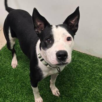 Tina -  Pit Bull Terrier and Mixed Breed Dog for Adoption in Columbia, Missouri - Tina | PetCurious