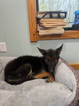 Rescue German Shepherd Dog Dogs for Adoption in Lawrenceburg, Tennessee - Shannon | PetCurious