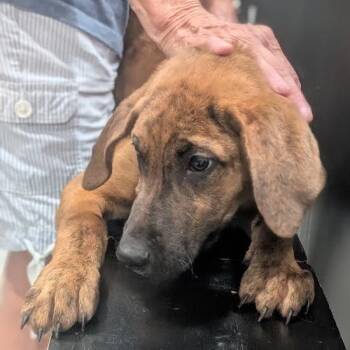 Towser -  Boxer and Mixed Breed Dog for Adoption in Smithville, Tennessee - Towser | PetCurious