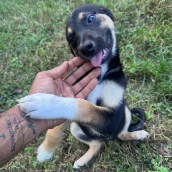 Tzara -  Mixed Breed Dog for Adoption in Fredericksburg, Virginia - Tzara | PetCurious