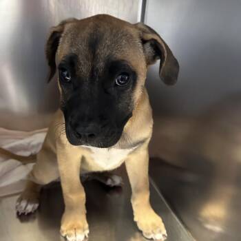 IVHS-Stray-139352 -  Pit Bull Terrier Dog for Adoption in San Gabriel, California - IVHS-Stray-139352 | PetCurious