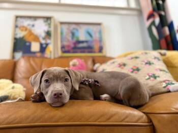 Wrenlee ark -  Weimaraner and Labrador Retriever Dog for Adoption in Friendswood, Texas - Wrenlee Ark | PetCurious