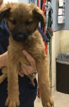 German Shepherd Dog and Mixed Breed Dogs Available for Adoption in Riverside, California - STRAWBERRY | PetCurious