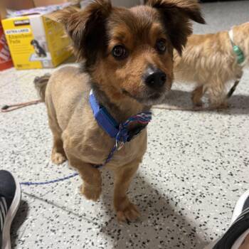 Mixed Breed Dogs Available for Adoption in Lehigh Acres, Florida - Hershey | PetCurious