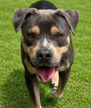 Pit Bull Terrier Dogs Available for Adoption in Hardeeville, South Carolina - Johnny | PetCurious
