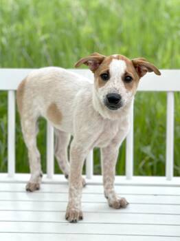Pool Litter - Splash -  Cattle Dog Dog for Adoption in Savage, Minnesota - Pool Litter - Splash | PetCurious