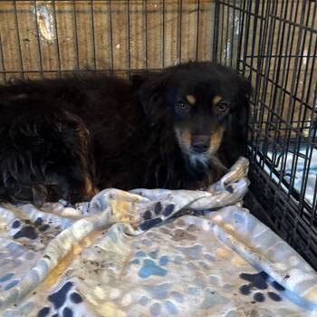 Chance -  Australian Shepherd Dog for Adoption in Anahuac, Texas - Chance | PetCurious