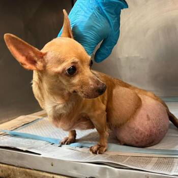 Chihuahua Dogs Available for Adoption in Edinburg, Texas - Pearl | PetCurious