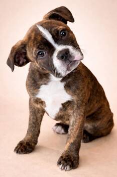 Boxer and Boston Terrier Dogs Available for Adoption in Alexander, Arkansas - Strudel (In New England) | PetCurious