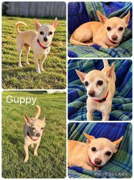 Guppy -  Chihuahua Dog for Adoption in Enterprise, Alabama - Guppy | PetCurious