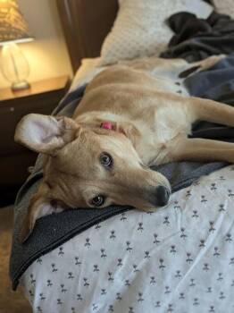 Celeste -  Labrador Retriever Dog for Adoption in Austin, Texas - Celeste | PetCurious