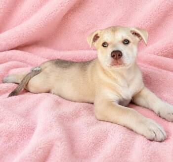 Vicki -  Husky and Pit Bull Terrier Dog for Adoption in Lathrop, California - Vicki | PetCurious