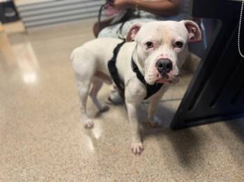 BLANCO -  American Bulldog Dog for Adoption in Doral, Florida - BLANCO | PetCurious
