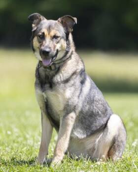 Lottie -  German Shepherd Dog Dog for Adoption in Bedford, Indiana - Lottie | PetCurious