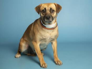 Pug and Chihuahua Dogs Available for Adoption - PAULINA | PetCurious