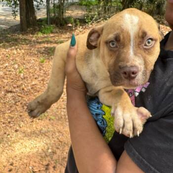 Mixed Breed Dogs Available for Adoption in Columbus, Georgia - Chunky | PetCurious