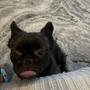 Luka -  French Bulldog Dog for Adoption in Phoenix, Arizona - Luka | PetCurious