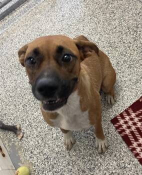 Laila -  Boxer Dog for Adoption in Manning, South Carolina - Laila | PetCurious