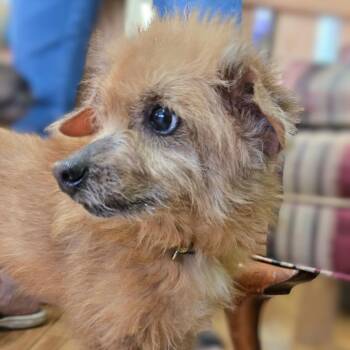 Terrier Dogs Available for Adoption in Shelby, North Carolina - Moe | PetCurious