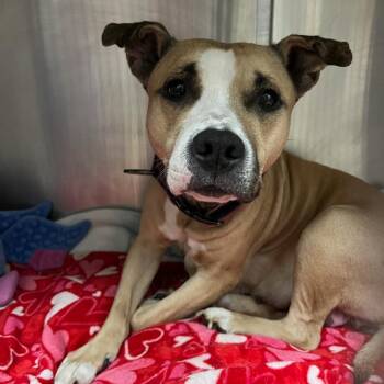 Miss Thing D11517 -  Pit Bull Terrier and American Staffordshire Terrier Dog for Adoption - Miss Thing D11517 | PetCurious