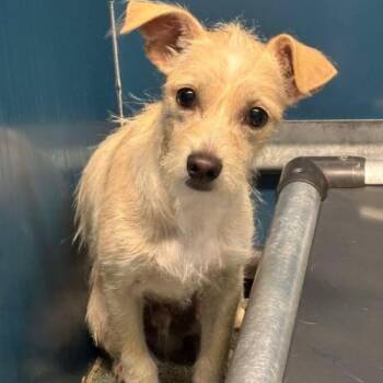Cody -  Terrier and Mixed Breed Dog for Adoption in Chester, Maryland - Cody | PetCurious