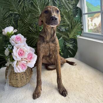 Mixed Breed Dogs Available for Adoption - Maisy | PetCurious