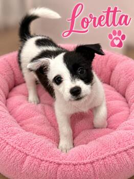 Loretta -  Wirehaired Terrier Dog for Adoption in Momence, Illinois - Loretta | PetCurious