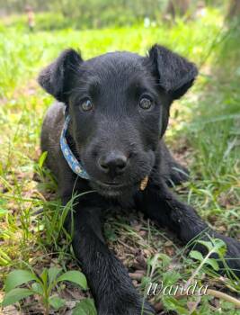 Airedale Terrier Dogs Available for Adoption - Wanda | PetCurious