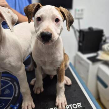 Hound Dogs Available for Adoption in Wahiawa, Hawaii - Sagittarius | PetCurious