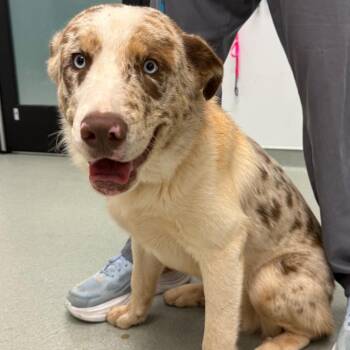 Othello -  Australian Shepherd Dog for Adoption in Abilene, Texas - Othello | PetCurious