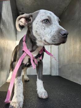 Australian Cattle Dog Blue Heeler Dogs Available for Adoption - STORMY | PetCurious