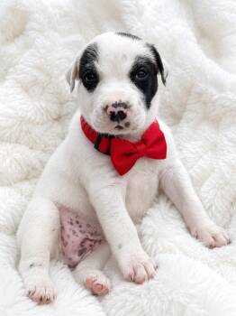 Yogi -  American Staffordshire Terrier Dog for Adoption in Crosby, Texas - Yogi | PetCurious