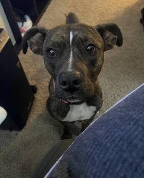 Labrador Retriever Dogs Available for Adoption - Elana | PetCurious