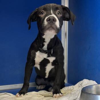 Roxie -  Mixed Breed Dog for Adoption in Las Cruces, New Mexico - Roxie | PetCurious