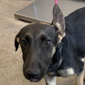 110533 -  Mixed Breed Dog for Adoption in Las Cruces, New Mexico - 110533 | PetCurious