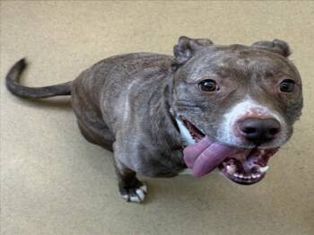 Pit Bull Terrier and Mixed Breed Dogs Available for Adoption in Derwood, Maryland - DAISY | PetCurious