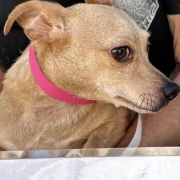 Cher -  Chihuahua Dog for Adoption in Eureka, California - Cher | PetCurious