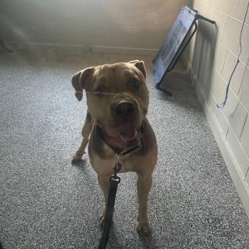 Mastiff Dogs Available for Adoption in Louisville, Kentucky - Knuckles | PetCurious