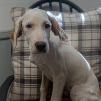 Danno -  Brittany Spaniel and Mixed Breed Dog for Adoption in Pawling, New York - Danno | PetCurious