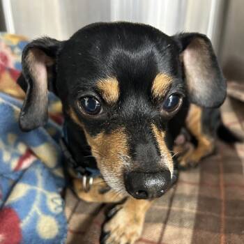 Chihuahua and Mixed Breed Dogs Available for Adoption in Uniontown, Pennsylvania - Gizmo | PetCurious
