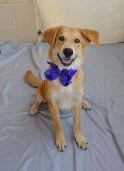 Deductible -  Labrador Retriever Dog for Adoption in Mckinney, Texas - Deductible | PetCurious
